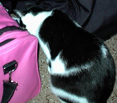 Suitcases Are Interesting