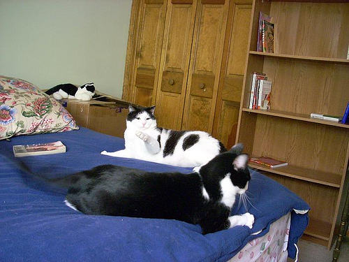 Dewey and Penguin, both on the bed!