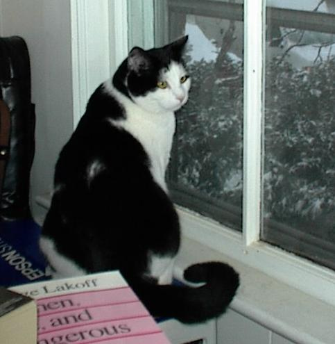 Kitten Watching Snow