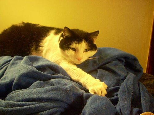 Dewey and his Snuggie