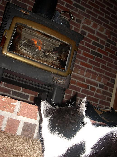 Dewey Watching Woodstove
